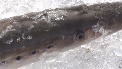 Eel Fishing In Alaska on the Yukon River