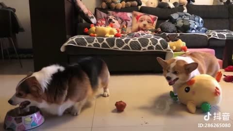 Sibling Rivalry Of Chubby Corgi Dogs