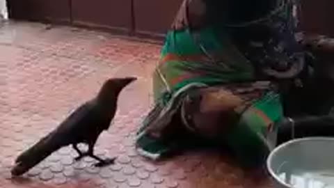 Crow asking for food😲