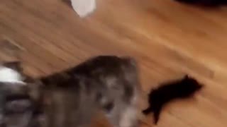 Little kitten tries to follow big dog but runs into him