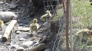 Baby Geese