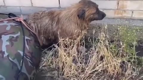 animals in flooded Kherson