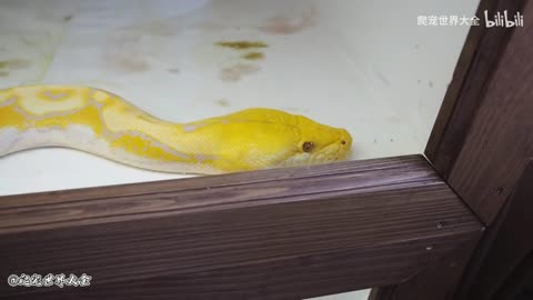 Golden python feeding scene, three mouths a pig