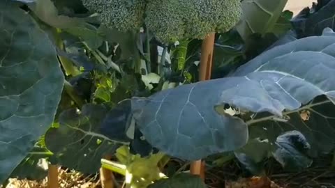 Harvest Broccoli Part 2