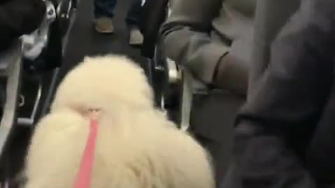 Smart dog traveling in flight ✈️