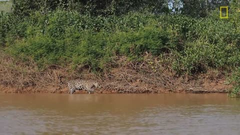 (EXCLUSIVE VIDEO) Jaguar Attacks Crocodile Cousin