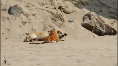 Lol: fake tiger Vs Dog prank🤣