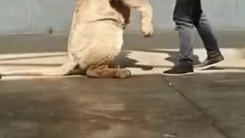 Lion training video