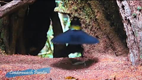 parotia bird of paradise dancing
