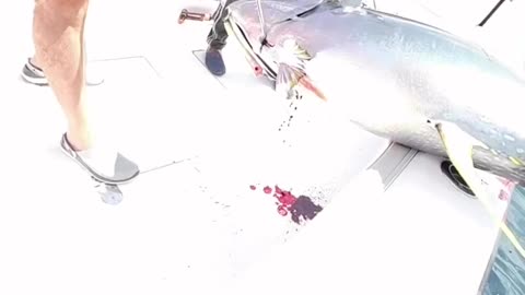 Nice tuna fishing .....
