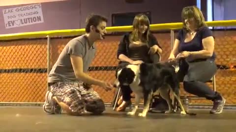Dog trening videos