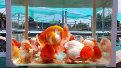 The most beautiful thailand goldfish collection-3