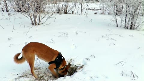 Winter Wonder dogs: Snow Digging Adventures