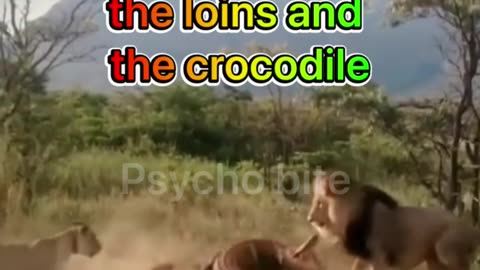 The fight between the loins and crocodile