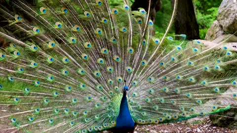 A peacock opens its feathers. Very cool watch before the end