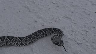 Eastern diamondback rattlesnake in North florida