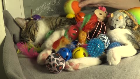 This Cat Is Burried under Toys