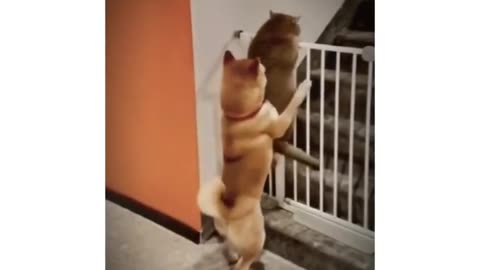 Funny animal dog video