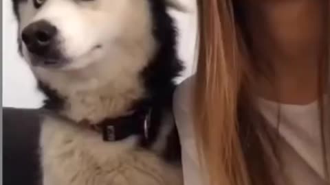 Funny husky dogs try not to laugh