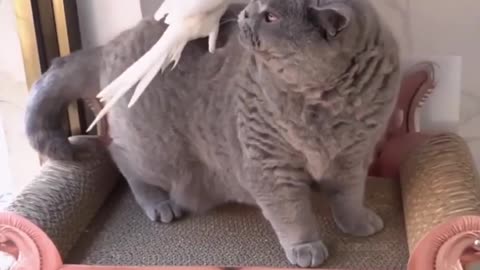 Beautiful Bird Parrot & Cat |Amazing love♡