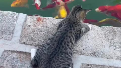 See how a cat catching a fish.🤨😲