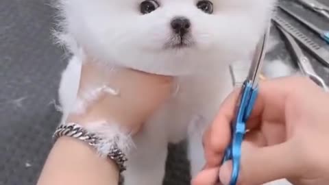 this puppy looks like he loves baths 🛁 😍