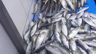 Jeddah fish market