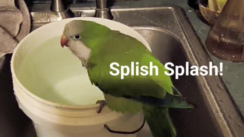 Splish Splash Floki Taking A Bath