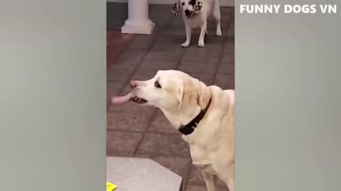Funniest and Cutiest Dog Video