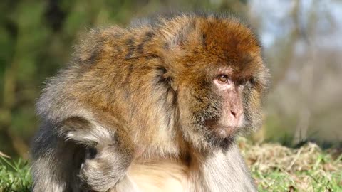 Barbary Ape Monkey Barbary Macaque Animal World