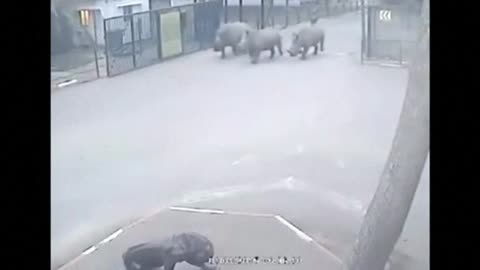Rhinos flee Israel's safari zoo as guard falls asleep