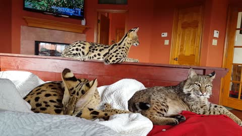 Servals & Bobcat sleeping w/owners