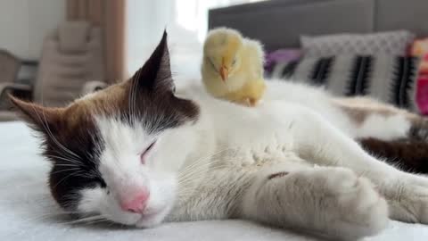 The Cat is Shocked by the Chick sleeping on it like a pillow