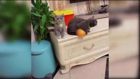 Funny cat 😺😺 video