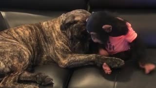 Little Chimp Likes Hanging Out With Big, Brown Dog