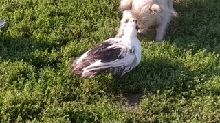 Luna is guarding a flock of ducks