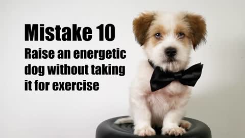 Dog Training Tips -15 Mistakes You Made In Training dogs