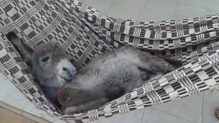 Donkey Enjoys Some Sweet Downtime On A Swinging Hammock