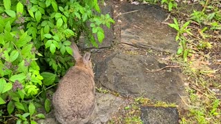 Bunny in New Home