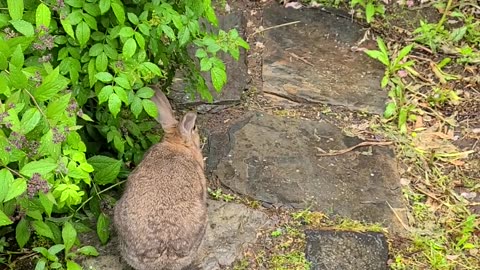 Bunny in New Home