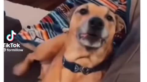 Funny dog dramatic mood