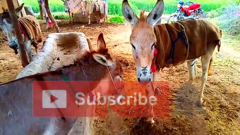 Beautiful Brown Donkeys in my Village- Murrah Donkey Farm-pakisatni animals