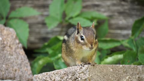 Itchy Chippy