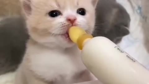 Kitten drinking Milk Meme!