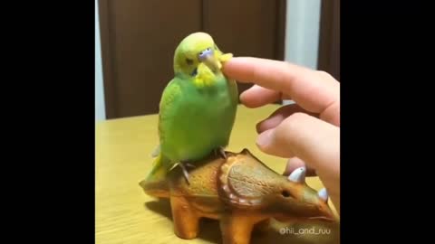 a spoiled parrot with its owner, playing happily