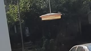 Hummingbird Feeding