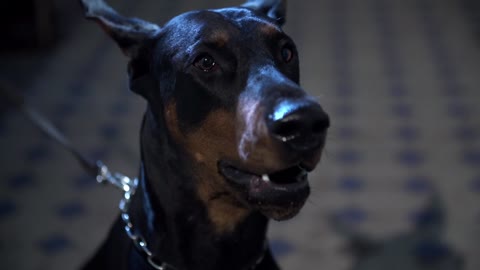 Dobermann dog