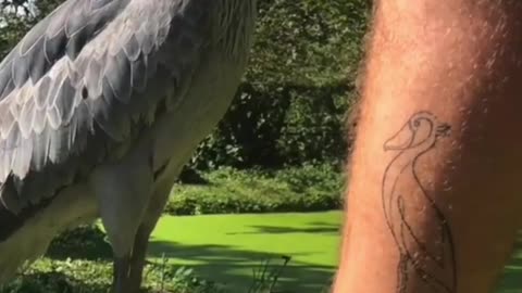 Shoebill strok the last species from dinosaurs birds