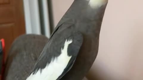 Imitating the cocktail bird to its owner with what he says