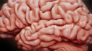 Did You Know? The BRAIN may EAT itself || RANDOM, AMAZING and INTERESTING FACTS AROUND THE WORLD